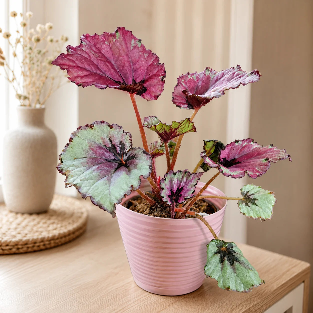 Begonia Rex