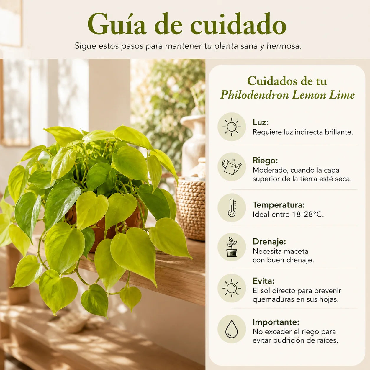 Pothus Neón